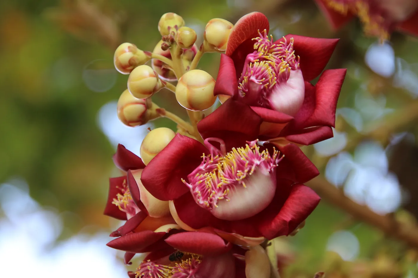 Nag Lingam Champa flower — the sacred cannonball tree of South India, inspiration for nagchampa incense